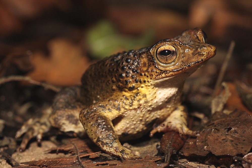 Puerto Rican Crested Toad Recovery Program